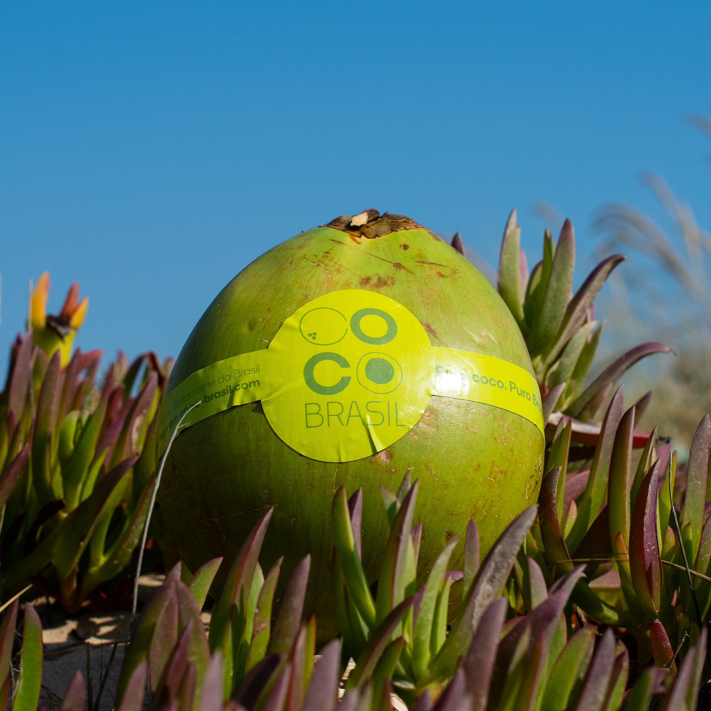 Premium brasilianische grüne Kokosnuss