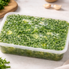 Couve Congelada (Caldo Verde) – 250g